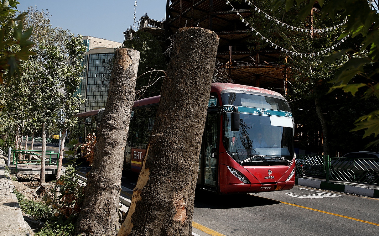 سامانه نهال به کمک درختان تهران می آید