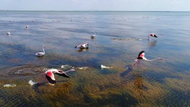 آغوش باز زیستگاه های آبی گلستان برای پرندگان مهاجر