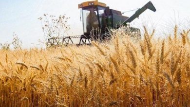 قیمت خرید تضمینی گندم بر اساس قیمت جهانی گندم چقدر باید باشد؟