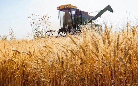 قیمت خرید تضمینی گندم بر اساس قیمت جهانی گندم چقدر باید باشد؟