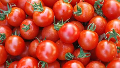 وعده کاهش قیمت گوجه فرنگی تا 10 رو آینده