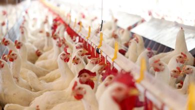 کاهش واردات مرغ در دستور کار جهاد کشاورزی است