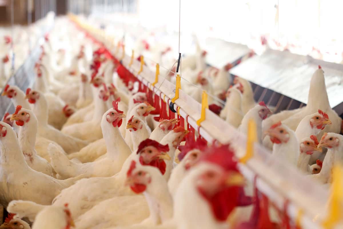 کاهش واردات مرغ در دستور کار جهاد کشاورزی است
