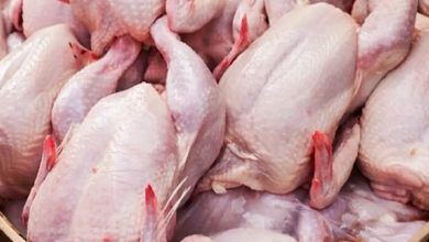 زیان ۶ هزار تومانی تولید هر کیلو مرغ: قیمت مرغ افزایش می‌یابد؟