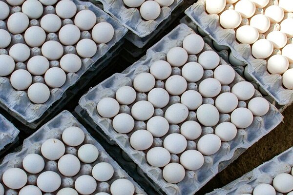 صادرات تخم مرغ به صورت محدود در حال انجام است