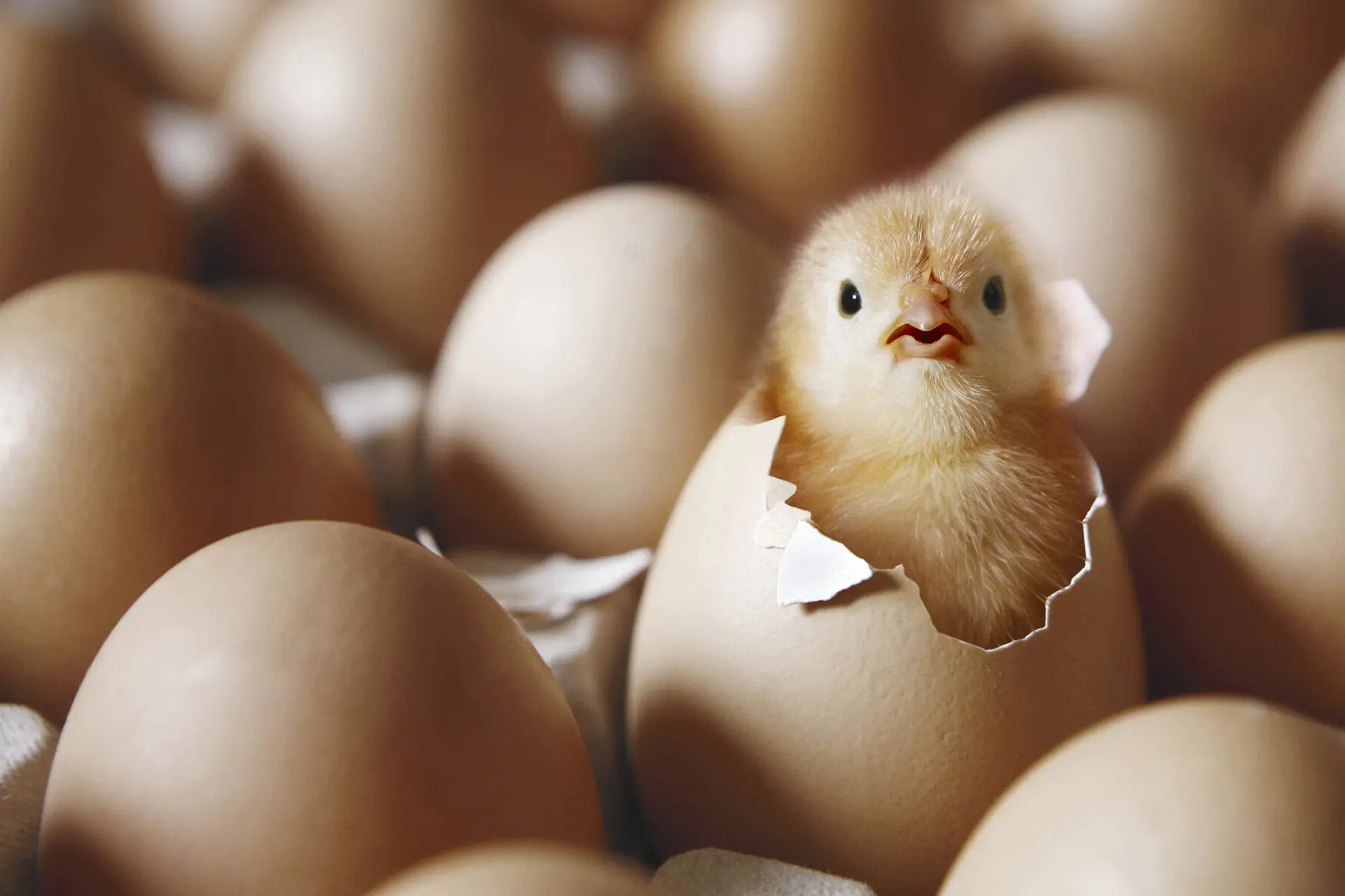 قیمت تخم مرغ دولتی فقط در وزارت جهاد کشاورزی است!