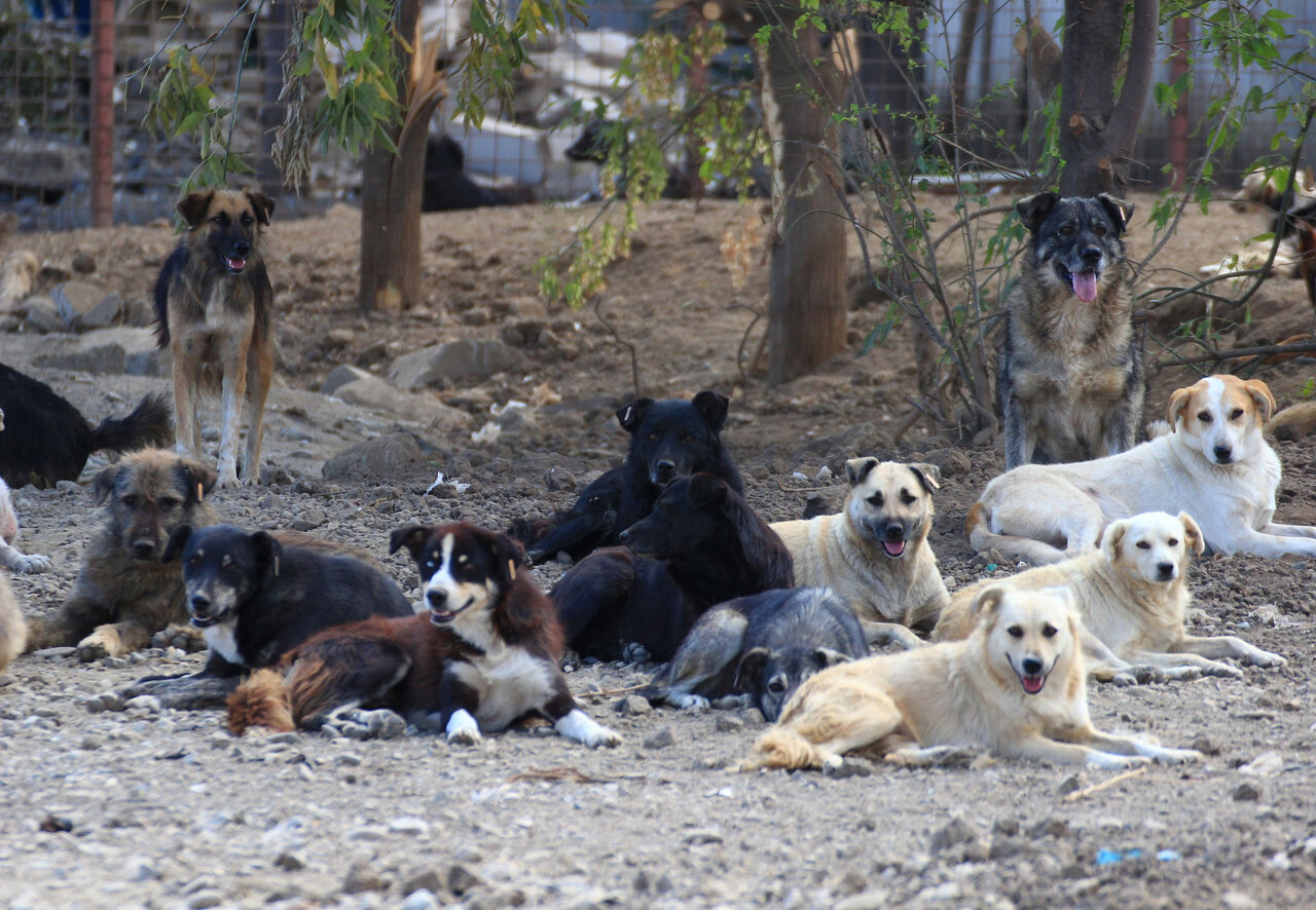 سگ های ولگرد بزرگترین علت انقراض یوز ایرانی