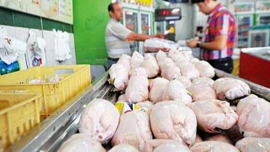 به کاهش قیمت مرغ امیدوار باشیم؟