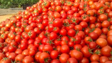 قیمت گوجه فرنگی در مدار کاهشی قرار گرفت؟