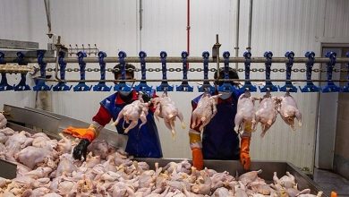 مرغ‌های تازه در راه بازار؛ قیمت مرغ کاهش می‌یابد؟
