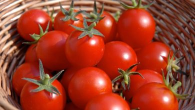 گوجه فرنگی؛ از ممنوعیت صادرات تا عوارض 55 درصدی