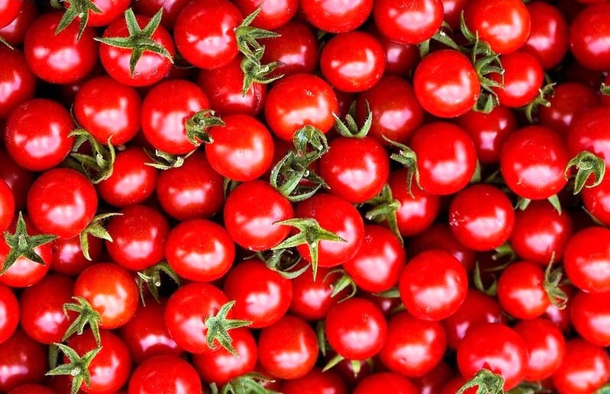 عوارض صادرات گوجه فرنگی تعیین شد