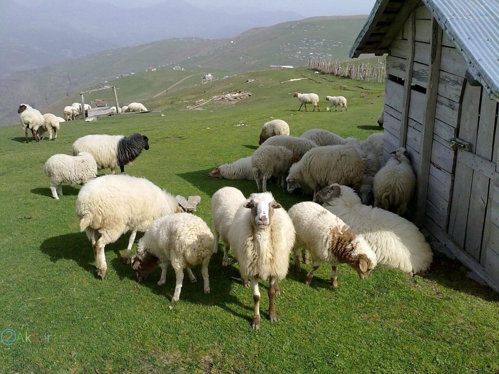 افزایش قیمت گوسفند زنده در تهران