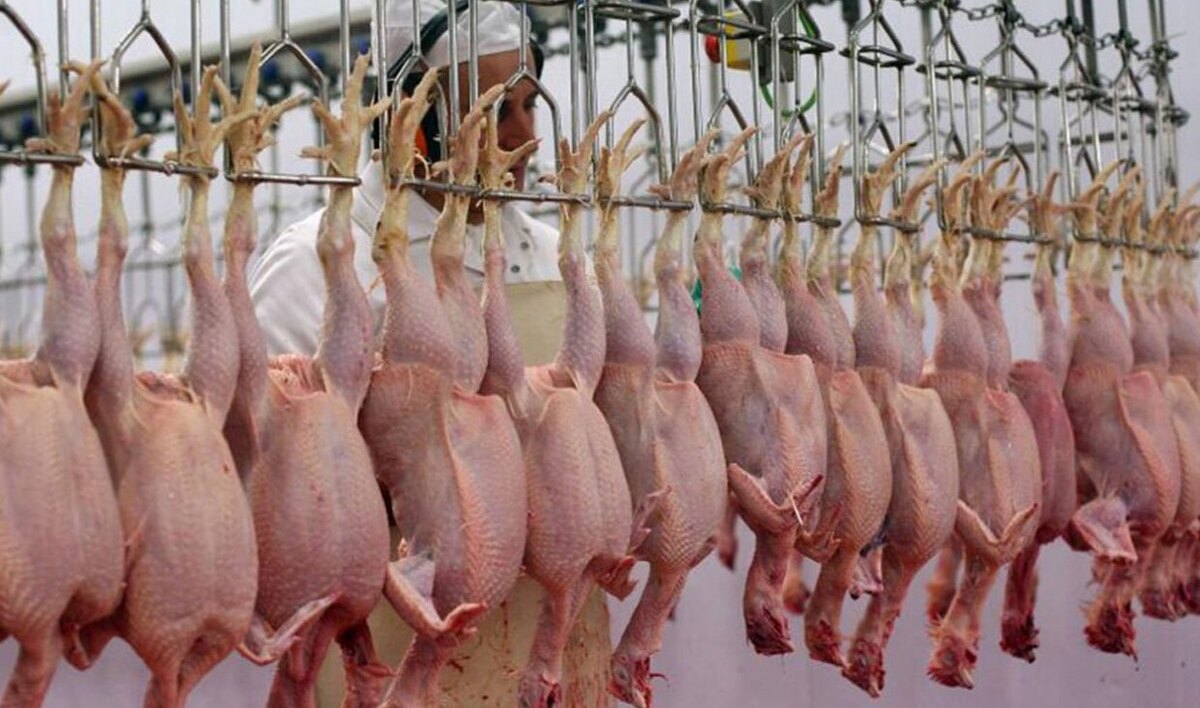 علت افزایش قیمت مرغ در بازار چیست؟