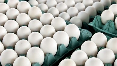 100 هزار تن تخم مرغ از کشور صادر شده است