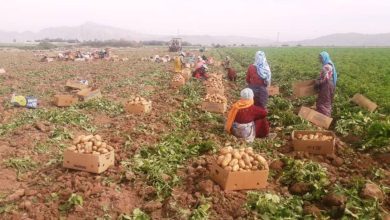 ضرورت ورود وزارت جهاد برای خرید تضمینی سیب زمینی
