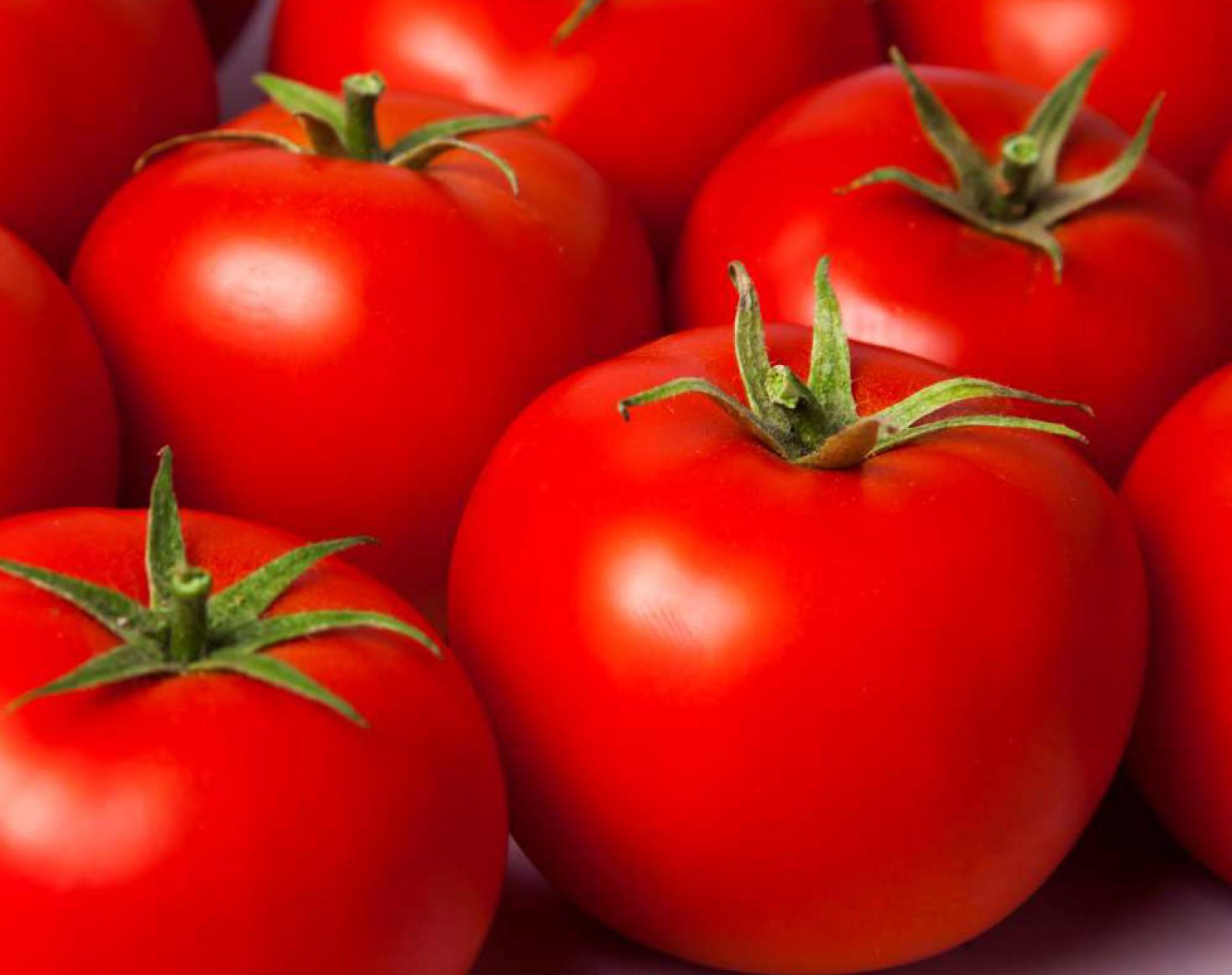 تعرفه صادرات گوجه فرنگی باز هم کاهش یافت