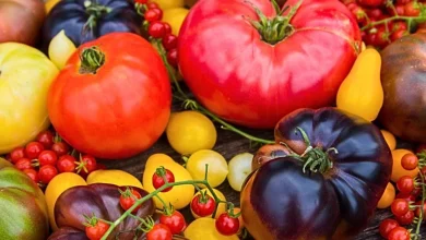 عوارض صادرات گوجه فرنگی باز هم کاهش یافت