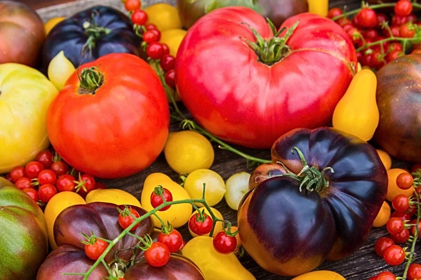 عوارض صادرات گوجه فرنگی باز هم کاهش یافت