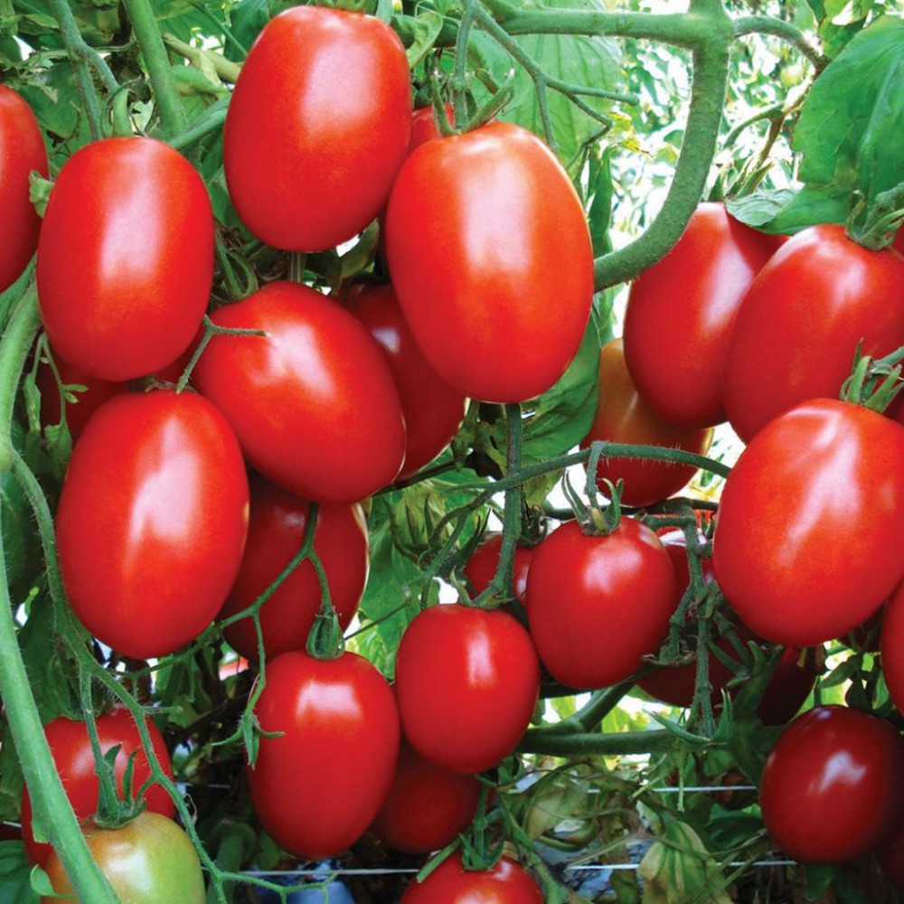 قیمت گوجه فرنگی به تعادل خواهد رسید؟