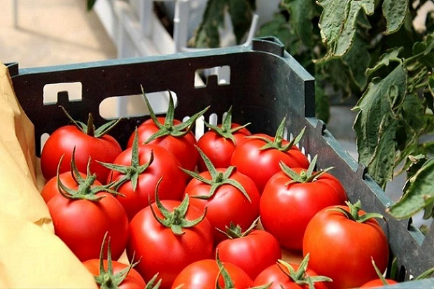 صادرات گوجه‌فرنگی از این تاریخ بدون عوارض می‌شود