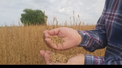 کالاهای کشاورزی در شرکت بازرگانی دولتی ایران تامین می شود