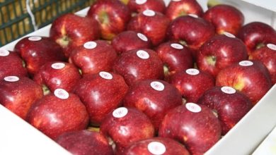 خبر مهم برای صادرکنندگان سیب درختی