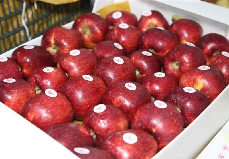 خبر مهم برای صادرکنندگان سیب درختی