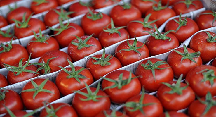 چرا صادرات گوجه فرنگی به عراق متوقف شده است؟