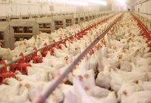 تولید مرغ در کشور رکورد زد