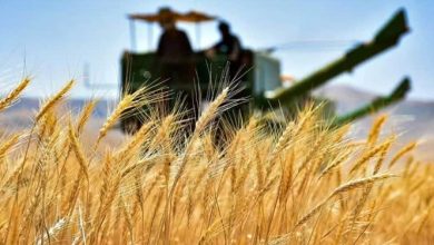 تامین اعتبار خرید گندم مازاد کشاورزان توسط سازمان برنامه و بودجه
