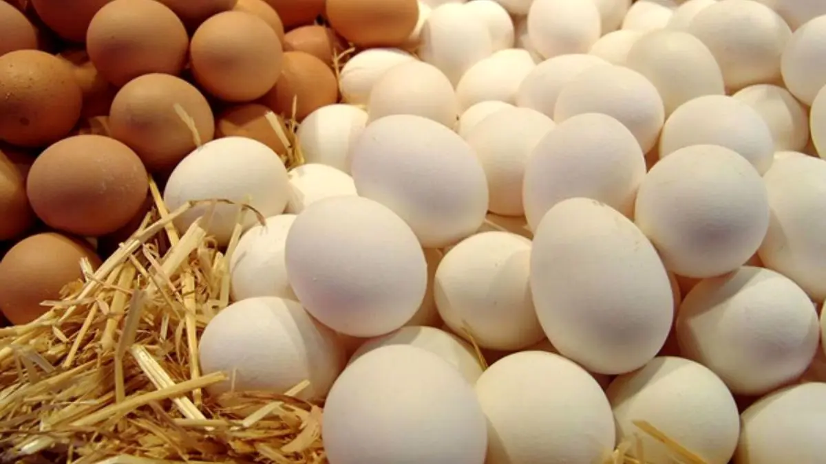 نهمین رتبه برای تولید تخم مرغ