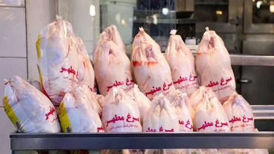 صادرات مرغ به عراق از سرگرفته شد