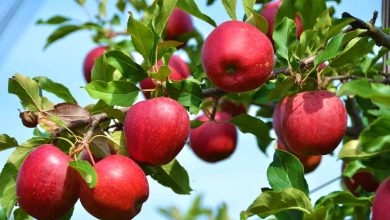 عوارض ۳۵ درصدی صادرات سیب لغو شد