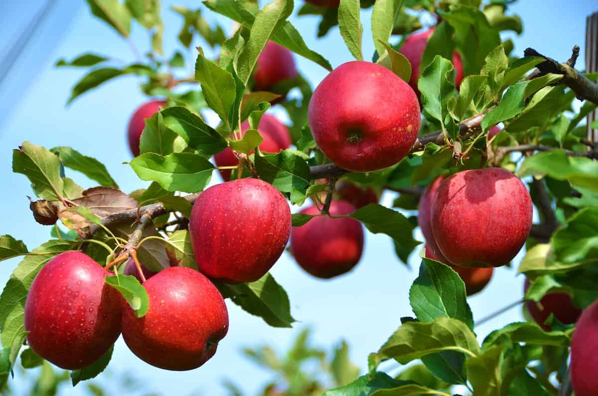 عوارض ۳۵ درصدی صادرات سیب لغو شد