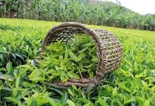 نرخ خرید تضمینی برگ سبز چای اعلام شد+جزئیات