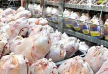 واردات گوشت مرغ متوقف شد