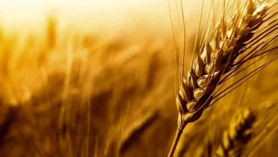 از ابتدای فصل برداشت چقدر گندم از کشاورزان خریداری شده است؟
