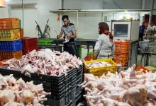 بازار مرغ؛ از کمبود تا صادرات