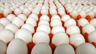 ممنوعیت صادرات تخم‌مرغ به عراق تکذیب شد