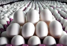 قیمت مصوب هر کیلو تخم‌مرغ برای مصرف‌کننده چند؟