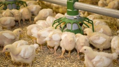 تولید مرغ در اردیبهشت چقدر است؟