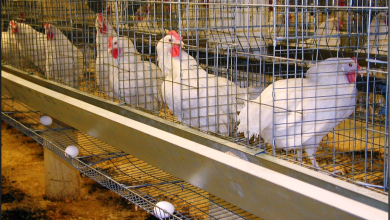وضعیت تولید مرغ و تخم مرغ مطلوب است