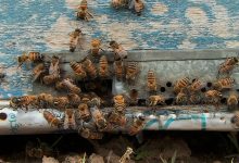 شکر تحویلی به زنبورداران گران شد