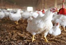 امسال کشور در تولید مرغ به خودکفایی می رسد