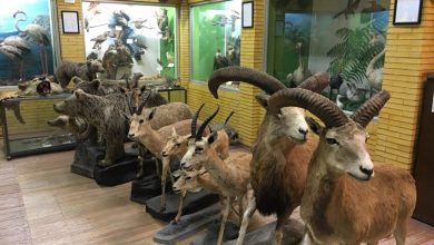 از موزه تنوع زیستی پارک پردیسان رایگان بازدید کنید