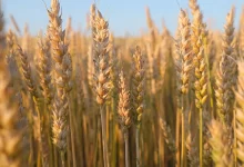 کدام کشاورزان گندم بیشتری به دولت تحویل دادند؟