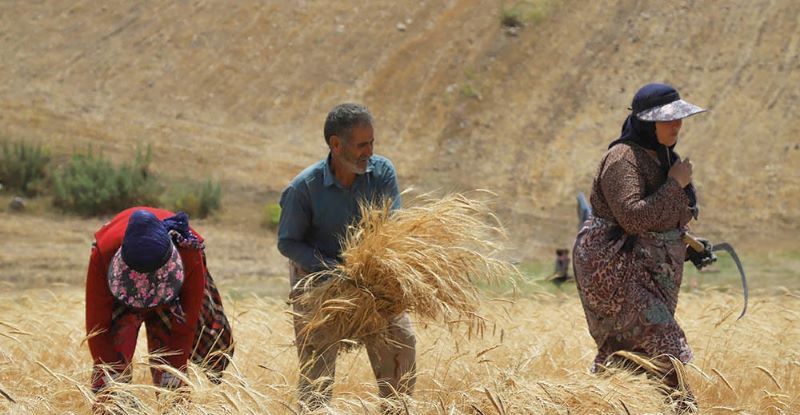 آخرین اخبار مطالبات گندمکاران