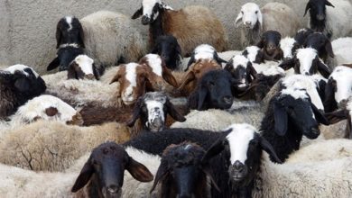 مراکز فروش گوسفند برای عید قربان