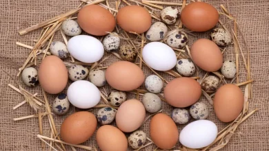 قیمت تخم مرغ امروز در بازار چند بود؟